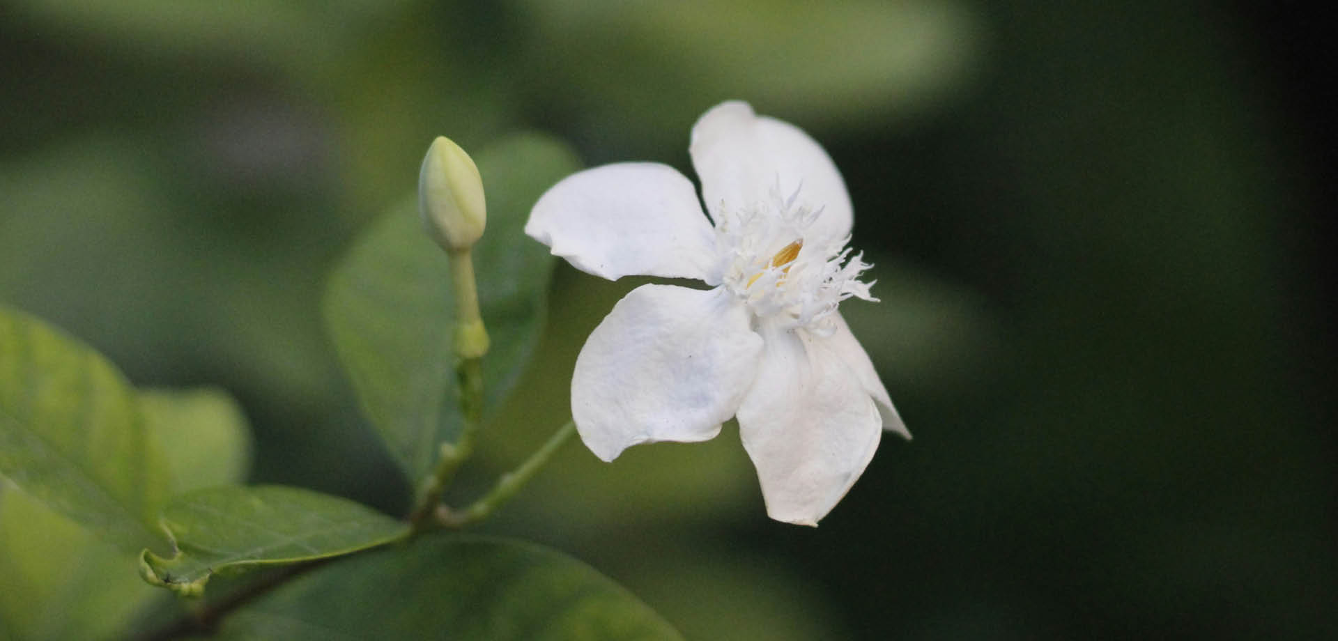 feature_image